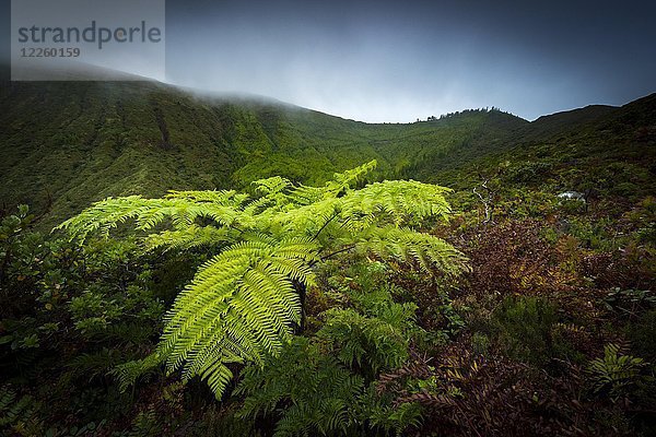 Baumfarn (Cyatheales) vor Berghängen im Nebel  Lagoa das Fogo  Sao Miguel  Azoren  Portugal  Europa