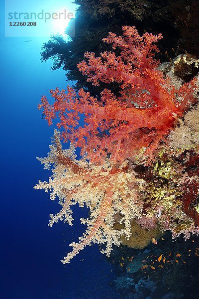 Korallenriff  verschiedenfarbige Klunzinger's Soft Coral (Dendronephthya klunzingeri)  rot  rot  Rotes Meer  Ägypten  Afrika