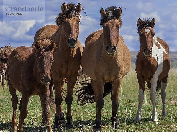 Pferdeherde mit Jungtieren auf einer Weide  mongolisch