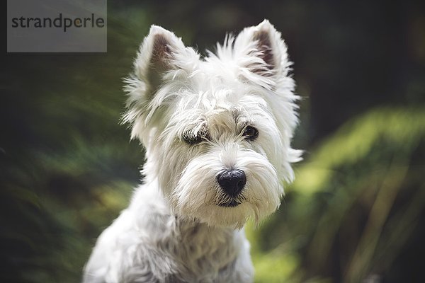 West Highland White Terrier (Canis lupus familiaris)  Tierporträt  Schweiz  Europa