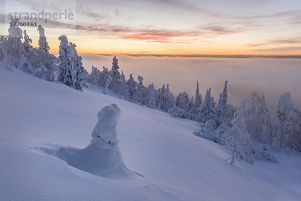 Nebel über verschneiten Bäumen bei Sonnenuntergang  Winterlandschaft  Pyhä-Luosto-Nationalpark  Lappland  Finnland  Europa