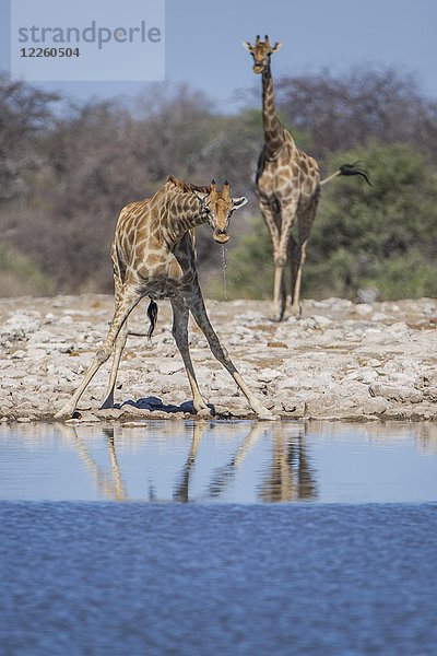 Zwei Giraffen (Giraffa camelopardalis) beim Trinken an einem Wasserloch  Etosha-Nationalpark  Namibia  Afrika