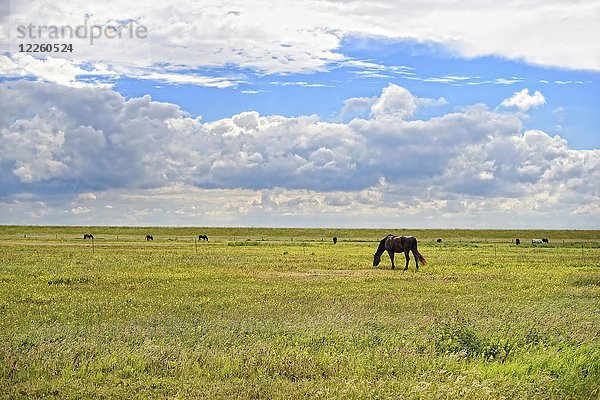 Pferd am Deich auf Salzwiesen  Langeoog  Ostfriesische Inseln  Deutschland  Europa