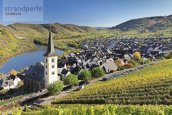 Mosel und Weinberge im Herbst  Bremm  Mosel  Rheinland Pfalz  Deutschland  Europa