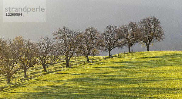 Sonnenlicht scheint durch die Allee im Herbst  Kaumberg  Kaumberg  Niederösterreich  Österreich  Europa