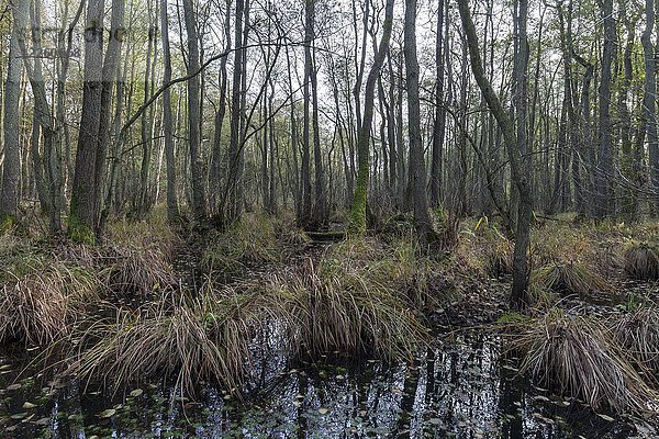 Moorlandschaft im urwüchsigen Darßer Wald  Darß  Fischland-Darß-Zingst  Nationalpark Vorpommersches Haff  Mecklenburg-Vorpommern  Deutschland  Europa