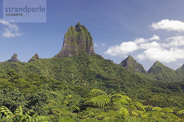 Blick vom Aussichtspunkt Belvedere  grüne Bergkette mit grüner Vegetation und höchster Punkt Mont Tohiea  1207 m  Moorea  Gesellschaftsinseln  Inseln über dem Winde  Französisch-Polynesien.