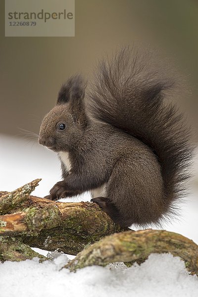 Rotes Eichhörnchen (Sciurus vulgaris) sitzt auf einem Ast am Boden im Schnee  Tirol  Österreich  Europa