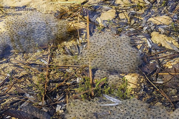 Froschlaich des Grasfrosches (Rana temporaria) im Teich  Bayern  Deutschland  Europa