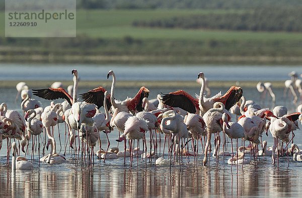 Großer Flamingo (Phoenicopterus roseus)  Baden an der Laguna de Fuente de Piedra  Provinz Malaga  Andalusien  Spanien  Europa