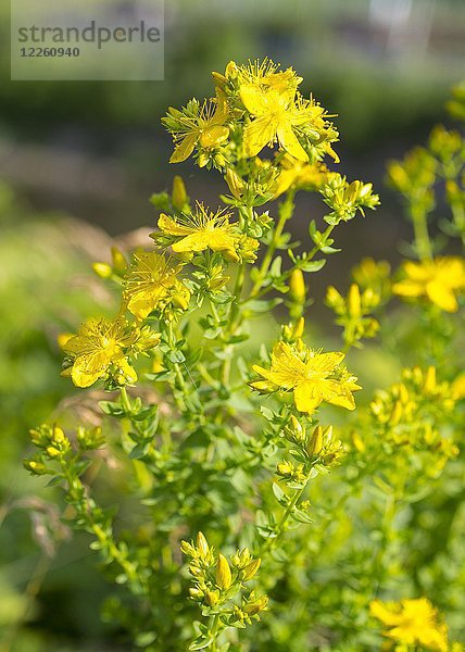 Gewöhnliches Johanniskraut (Hypericum perforatum)  Blüten  gelb