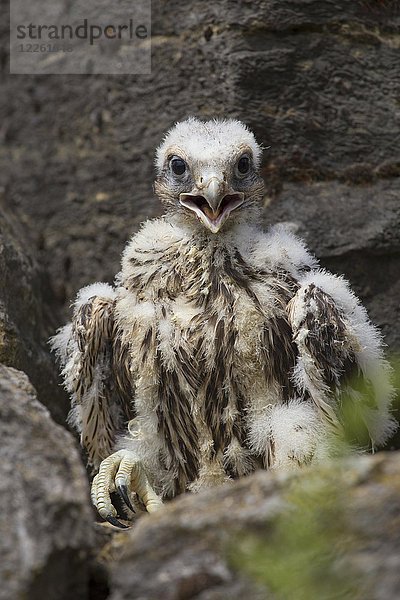 Wanderfalke (Falco peregrinus)  Küken mit Daunen  Nordrhein-Westfalen  Deutschland  Europa