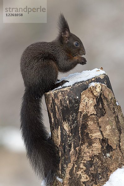 Rotes Eichhörnchen (Sciurus vulgaris) sitzt auf einem Baumstumpf und frisst  Tirol  Österreich  Europa