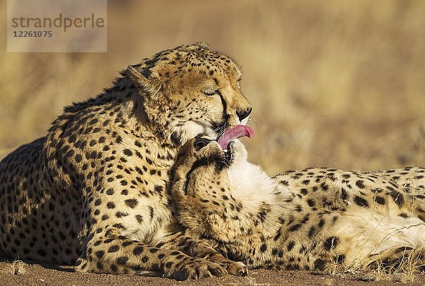 Geparden (Acinonyx jubatus)  zwei Brüder  Pflege  in Gefangenschaft  Namibia  Afrika