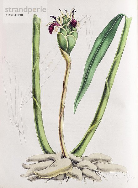 Ingwerpflanze (Zingiber officinale)  aus Plantae Utiliores oder Illustrationen von Nutzpflanzen  handkolorierter Druck von Mary Ann Burnett  1842