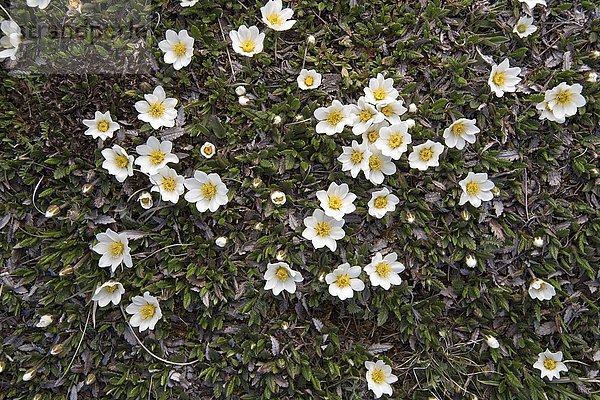 Weiße Dryade (Dryas octopetala)  Blüten  Nationalpark Hohe Tauern  Kärnten  Österreich  Europa