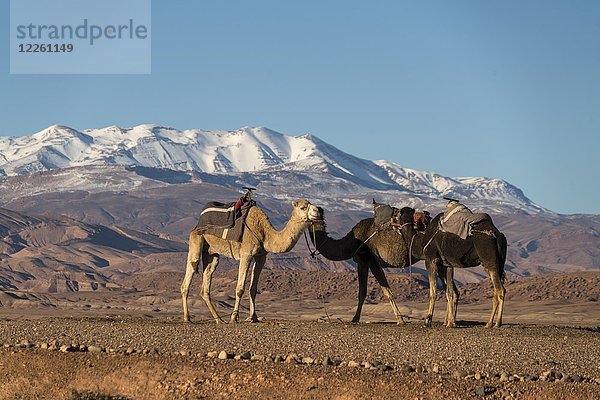 Dromedare vor der Berglandschaft des schneebedeckten Hohen Atlas bei Ait-Ben-Haddou  Provinz Ouarzazate  Souss-Massa-Draa  Marokko  Afrika