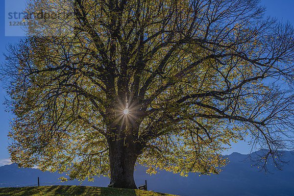Linde (Tilia) mit Herbstfärbung und Sonnenreflex  Solitärbaum auf der Wittelsbacher Höhe  Illertal  Allgäu  Bayern  Deutschland  Europa