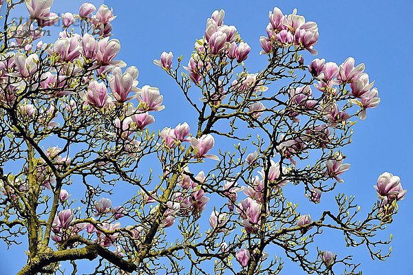 Chinesische Magnolie (Magnolia × soulangeana)  Zweige mit Blüten  Nordrhein-Westfalen  Deutschland  Europa