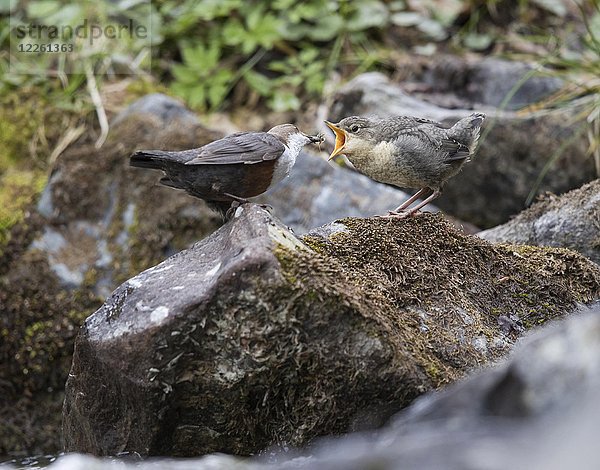 Weißkehl-Wasseramsel (Cinclus cinclus)  Jungvogel wird gefüttert  Stubaital  Tirol  Österreich  Europa