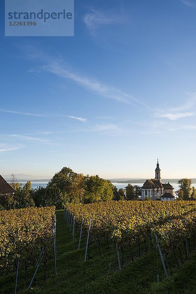 Wallfahrtskirche Birnau mit Weinbergen im Herbst  Abendlicht  Uhldingen-Mühlhofen  Bodensee  Baden-Württemberg  Deutschland  Europa