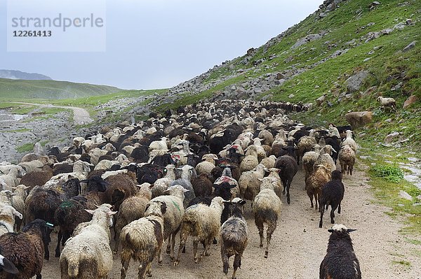 Schafherde auf dem Tosor-Pass  Region Naryn  Kirgisistan  Zentralasien  Asien