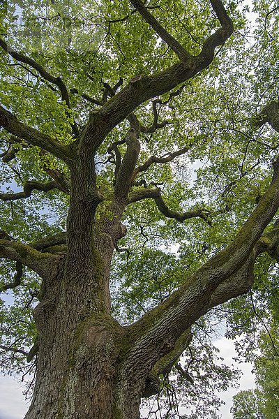 Baumkrone  alte Stieleiche (Quercus robur)  Urbersdorf  Burgenland  Österreich  Europa