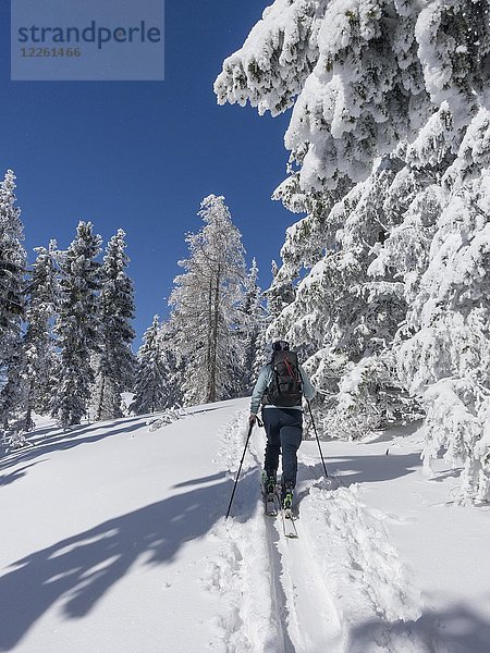 Skitourengeher und schneebedeckte Bäume am Unterberg  Niederösterreich  Österreich  Europa