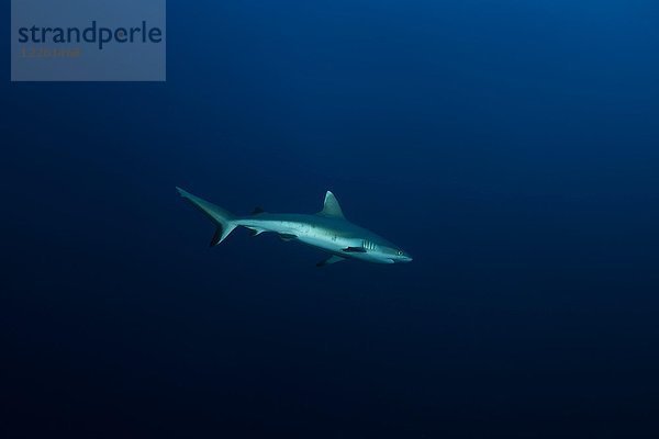 Grauer Riffhai (Carcharhinus amblyrhynchos) schwimmt im blauen Wasser  Indischer Ozean  Malediven  Asien