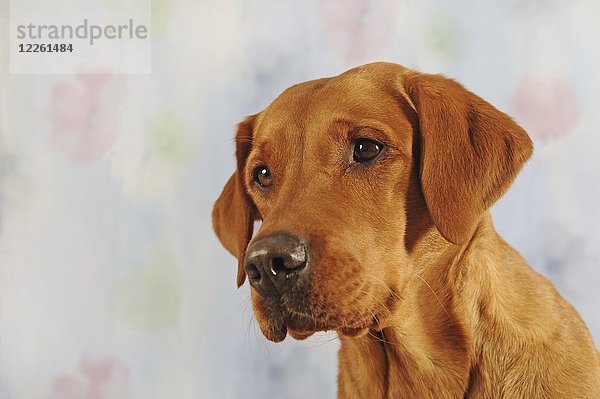 Labrador Retriever  weiblich  gelb  Tierporträt