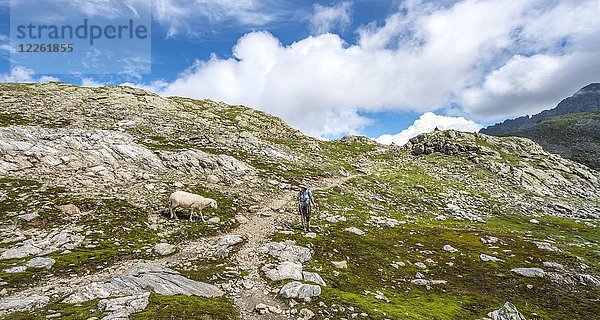 Schaf und Wanderer auf dem Wanderweg  Klafferkessel  Schladminger Höhenweg  Schladminger Tauern  Schladming  Steiermark  Österreich  Europa