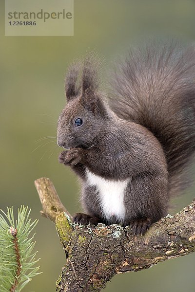 Rotes Eichhörnchen (Sciurus vulgaris) sitzt auf einem Zweig einer Kiefer (Pinus) und frisst eine Nuss  Tirol  Österreich  Europa