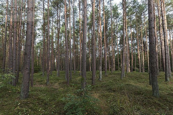 Kiefern (Pinus)  Kiefernwald  Baumstämme  Darßwald  Fischland-Darß-Zingst  Nationalpark Vorpommersches Haffgebiet  Mecklenburg-Vorpommern  Deutschland  Europa