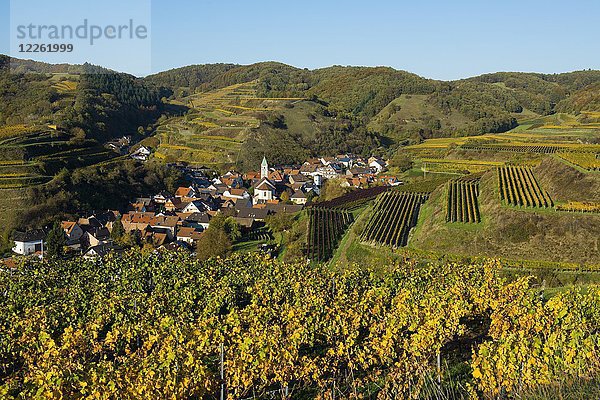 Dorf in den Weinbergen im Herbst  Schelingen  Kaiserstuhl  Baden-Württemberg  Deutschland  Europa