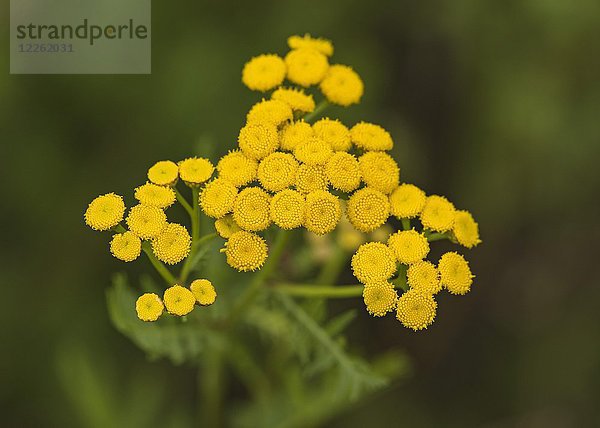 Rainfarn (Tanacetum vulgare)  Blüte  Burgenland  Österreich  Europa