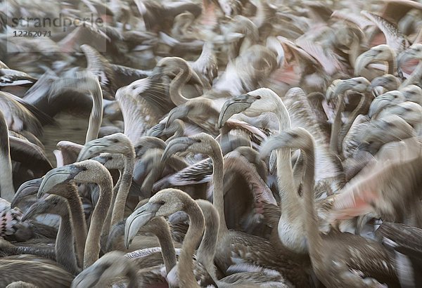 Gefangene unreife Große Flamingos (Phoenicopterus roseus)  die beringt und medizinisch untersucht werden  Laguna de Fuente de Piedra  Provinz Malaga  Andalusien  Spanien  Europa