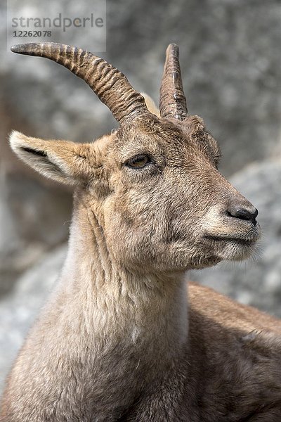 Alpensteinbock (Capra ibex)  weiblich  Tierportrait  Tirol  Österreich  Europa