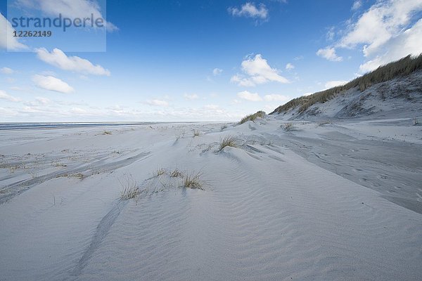 Weiße Dünen  Strand und Nordsee  Langeoog  Ostfriesland  Niedersachsen  Deutschland  Europa