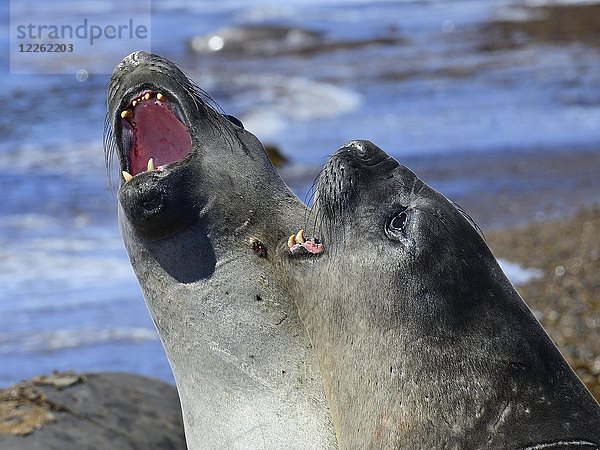 Südliche Seeelefanten (Mirounga leonina)  streitend  Hierarchie  Isla Escondida  Chubut  Argentinien  Südamerika