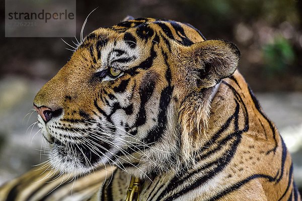 Tiger (Panthera tigris)  in Gefangenschaft  Tierporträt  Pattaya  Thailand  Asien