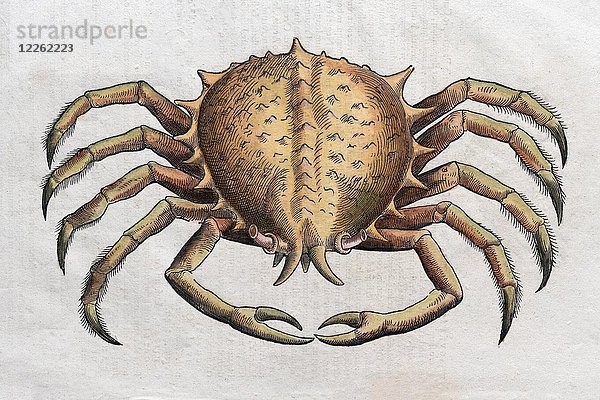 Krabbe (Brachyura)  handkolorierter Holzschnitt von Pietro Andrea Mattioli  1570
