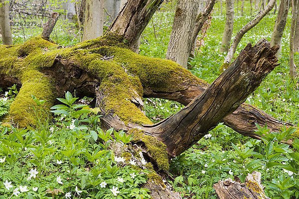 Moosbedeckte Rotbuche (Fagus sylvatica)  Totholz  Nationalpark Hainich  Thüringen  Deutschland  Europa