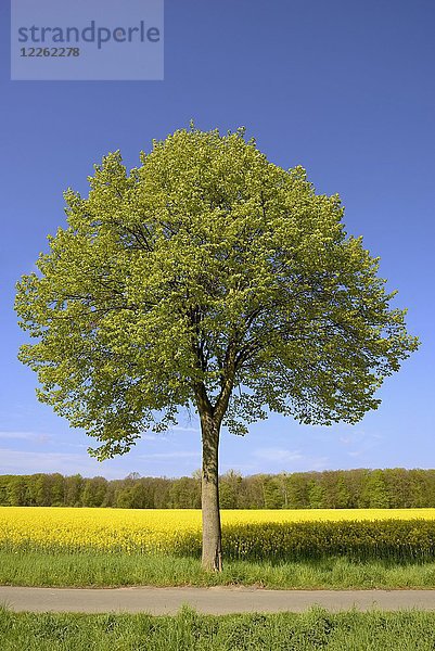 Linde (Tilia)  Solitärbaum bei Rapsfeld  Nordrhein-Westfalen  Deutschland  Europa