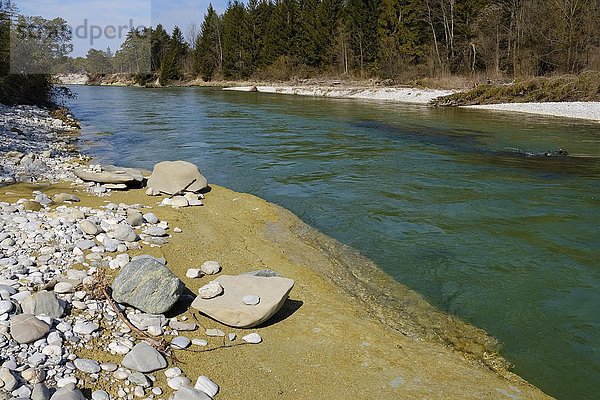Lehm am Flussufer  Isar  Naturschutzgebiet Isarauen  Geretsried  Oberbayern  Bayern  Deutschland  Europa