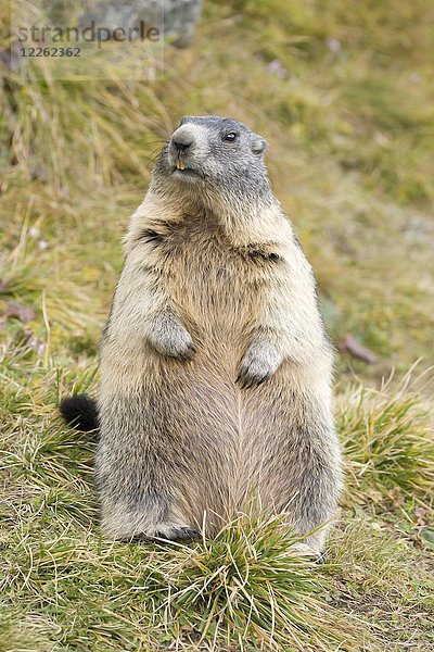 Murmeltier (Marmota marmota) steht auf einer Wiese  Großglockner  Österreich  Europa