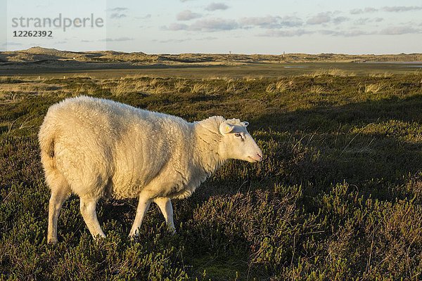 Schafe auf einer Wiese mit Heidekraut  Ellenbogen  bei Sylt  Nordfriesland  Schleswig-Holstein  Deutschland  Europa