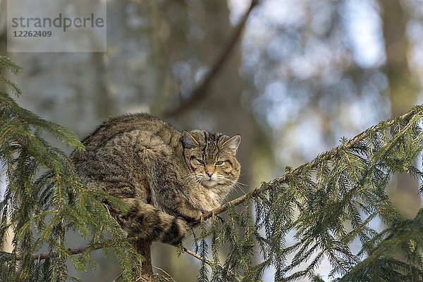 Wildkatze (Felis silvestris) döst in einem Baum  in Gefangenschaft  Bayern  Deutschland  Europa