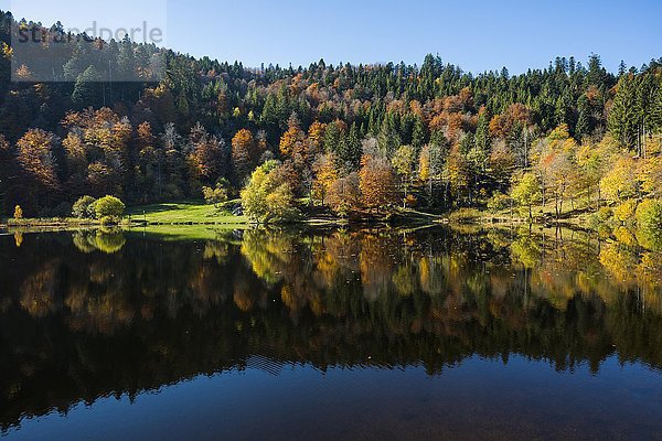 See mit herbstlichem Wald  Wasserspiegelung  Nonnenmattweiher  Neuenweg  Schwarzwald  Baden-Württemberg  Deutschland  Europa