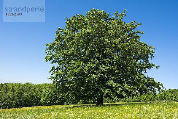 Rotbuchenbestand (Fagus sylvatica) in blühender Wiese  Biosphärenreservat Rhön  Hessen  Deutschland  Europa