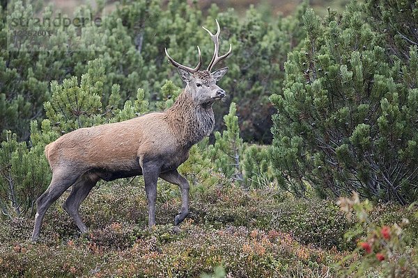 Rothirsch (Cervus elaphus)  Brunftzeit  Stubaital  Tirol  Österreich  Europa